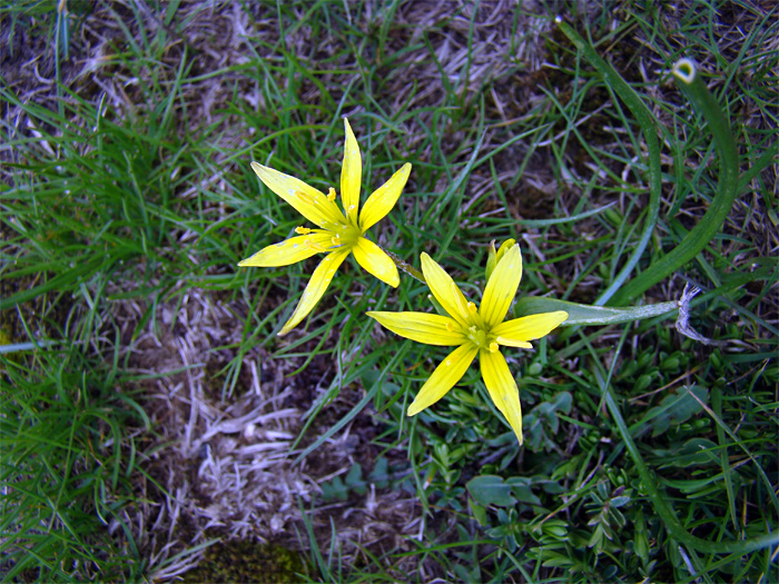 Gagea lutea